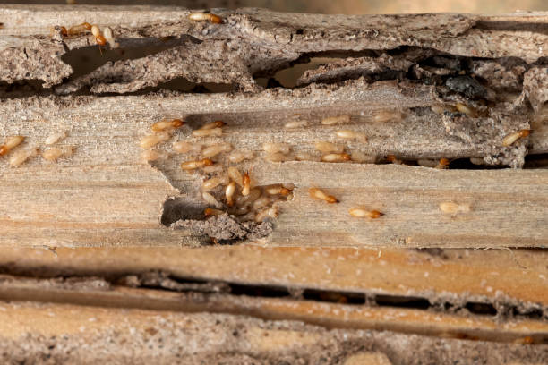 Best Flea Control Services  in Northgate, OH